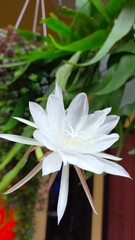 wijaya kusuma flower bloom at night