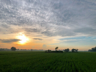 Stunning moment of the morning atmosphere in the rice fields in a village, the sun rises with the reflection of the sun on the agricultural land 