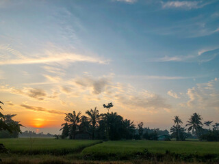Stunning moment of the morning atmosphere in the rice fields in a village, the sun rises with the reflection of the sun on the agricultural land 