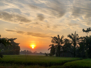 Stunning moment of the morning atmosphere in the rice fields in a village, the sun rises with the reflection of the sun on the agricultural land 