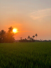 Stunning moment of the morning atmosphere in the rice fields in a village, the sun rises with the reflection of the sun on the agricultural land 