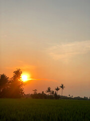 Stunning moment of the morning atmosphere in the rice fields in a village, the sun rises with the reflection of the sun on the agricultural land 
