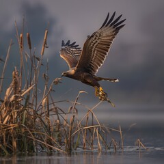 osprey in flight
