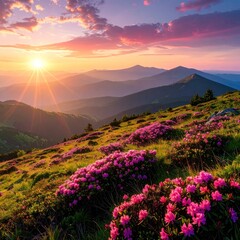 Sunny mountain meadow in early morning with blooming pink flowers and beautiful layered hills, silhouetted against a bright sun, pink clouds