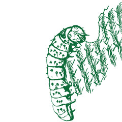 Make a Professional Caterpillars Vector