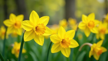 Fototapeta premium Vintage-tinted photo of beautiful yellow spring flowers in nature , image, spring flowers