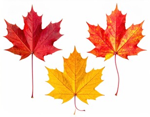 Obraz premium Three colorful maple leaves in varying shades of red and yellow, isolated on a crisp white background, displaying autumn hues