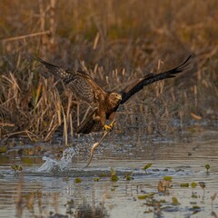 great blue heron in flight