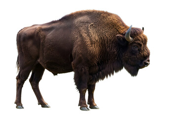 Magnificent bison portrait showcasing the animal's impressive size and distinctive features against a clean white background, creating a striking visual impact.