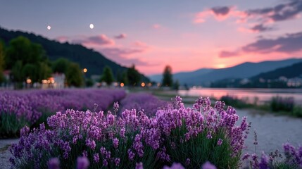 Fototapeta premium Lavender Field at Sunset with Purple Flowers and Pink Sky Landscape