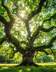 Majestic oak tree with sunburst through leaves, showing off its gnarled branches and mossy trunk in a serene, sunlit meadow