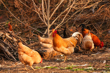 Fototapeta premium Farm-raised chickens and rooster foraging outdoors in natural rural setting with organic ground cover