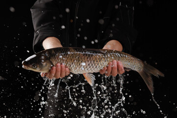 Fresh Carp Fish Catch with Water Splash - Live Fish in Hands