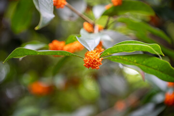 Osmanthus - Gui Hua Golden flowers blooming