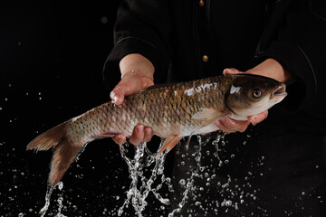 Fresh Carp Fish in Hands with Water Splash on Black Background