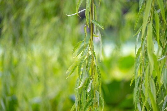 Green weeping willow branches sway gently in a park during summe