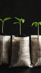 Three tiny plants sprout from burlap bags filled with soil, set against a stark dark background, symbolizing new beginnings and growth