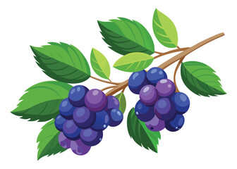 Grapevine branch with grapes and leaves vector illustration for graphic design use art
