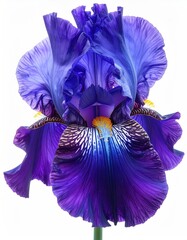 Striking closeup of a full iris bloom, showing vibrant purple and lavender petals against a stark white background. Floral, detailed