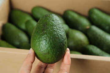 Fresh Hass Avocado in Hand with Box of Green Avocados - Healthy Organic Food Concept
