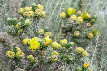 Yellow flowers blooming on a Cholla Cactus, as a nature background, Zion National Park, Utah
