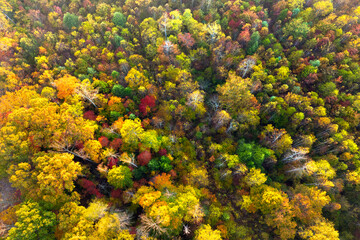 Colorful forest with yellow canopies in autumn. Landscape of wild woods nature in fall season