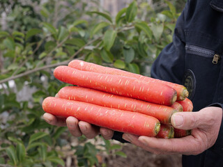 Fresh Red Skinned Carrots Held in Hands Outdoors - Organic Vegetable Harvest
