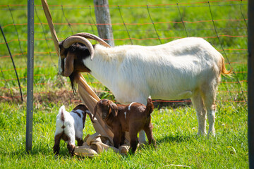 Obraz premium Nigerian Dwarf goat at the farm in Byron Bay, Australia