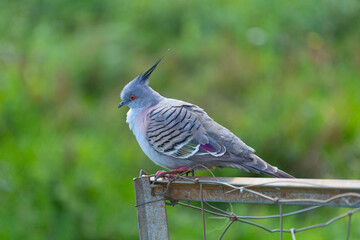 Crested pigeon in Byron Bay, Australia