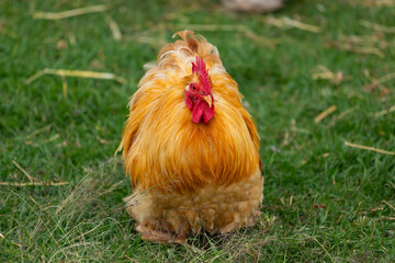 Chicken in a farm in Byron Bay
