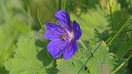 A Beautiful blossom of a wild flower in a meadow UK
