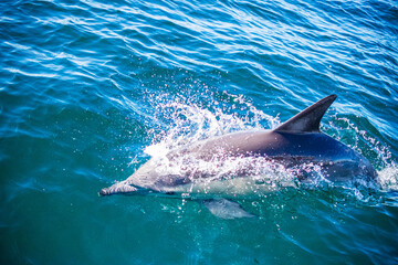 Naklejka premium Dolphin encounter in Ballina, Australia