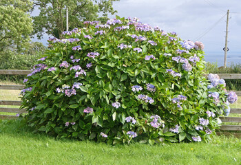Beautiful Hydrangea bushes in full bloom in a garden UK