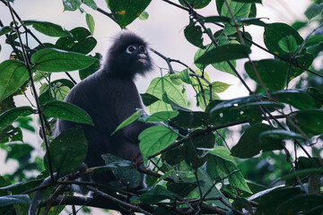 Dusky Leaf Monkey in Malaysian Rainforest