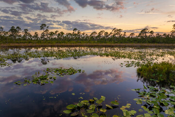 Sunset over forest lake water with floating lily pads in southern tropical wetlands. Amazing Florida nature