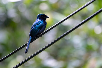 Crow-billed Drongo with Glossy Blue Plumage in Malaysia