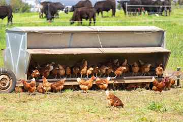 Chicken farm in Byron Bay, Australia © aure50