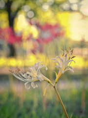 Tokyo,Japan - September 24, 2025: Closeup of white spider lily or Lycoris radiata 