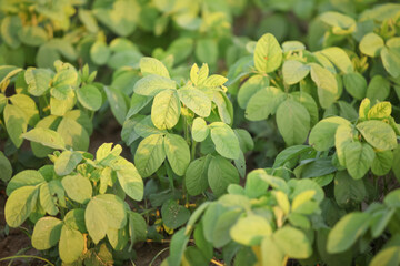 Green soybean plants growing in farm field with trifoliate leaves in agricultural crop cultivation