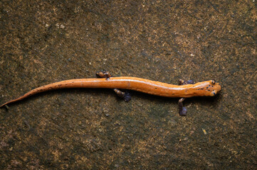 Broadfoot Mushroomtongue Salamander, Bolitoglossa platydactyla, in Cloud Forest, Puebla, Mexico