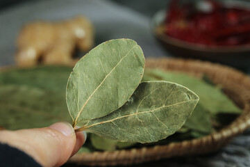 Fresh Bay Laurel Leaves Held in Hand - Aromatic Cooking Herbs and Seasoning