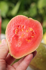 Fresh Red Guava Fruit Half with Soft Carmine Flesh and Seeds from Guangxi China