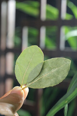 Fresh Geranium Leaves in Hand - Natural Aromatic Plant for Fragrance and Seasoning