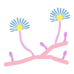 Aspergillus Fungus Icon