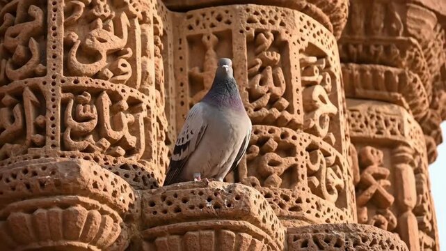Close up of a pigeon on the intricately carved facade of a historic qutub minar highlighting ancient indo islamic artistry