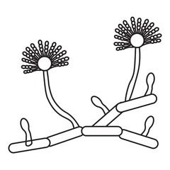 Aspergillus Fungus Line Icon