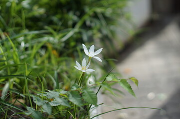 街角に咲く白い花