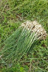Fresh Green Onions with Rootlets on Grass - Xiangxi Organic Harvest