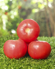 Fresh Red Tomatoes with Water Drops on Green Grass in Natural Garden Setting