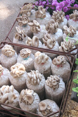Tropical mushrooms growing in white plastic bag closeup background